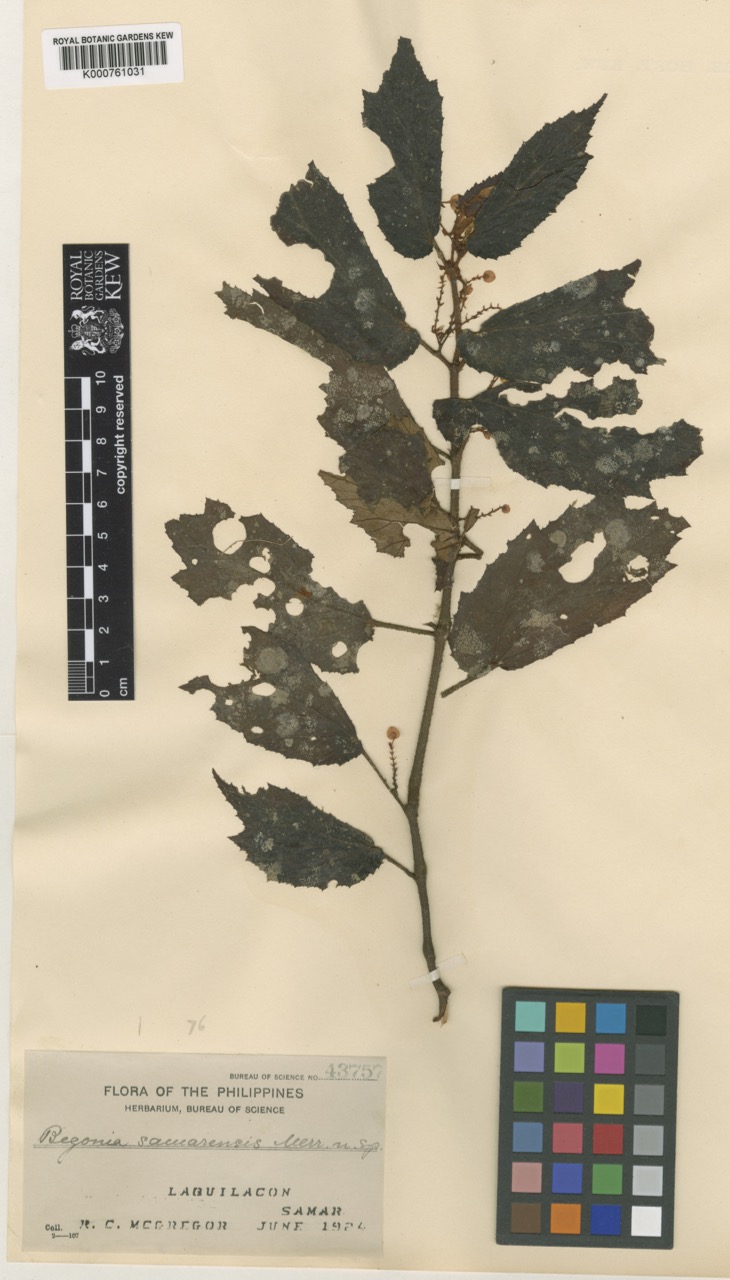 B. samarensis